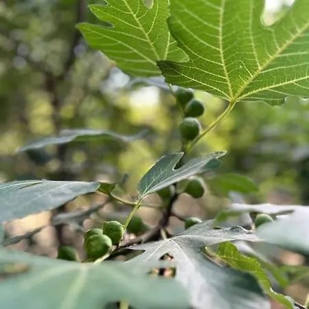 Διαμέρισμα Elite Enclave