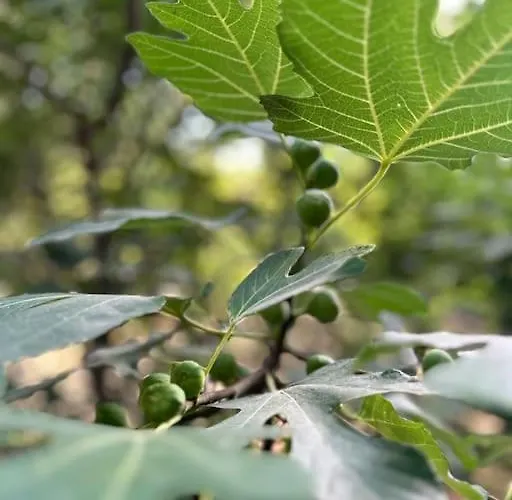 Apartment Elite Enclave